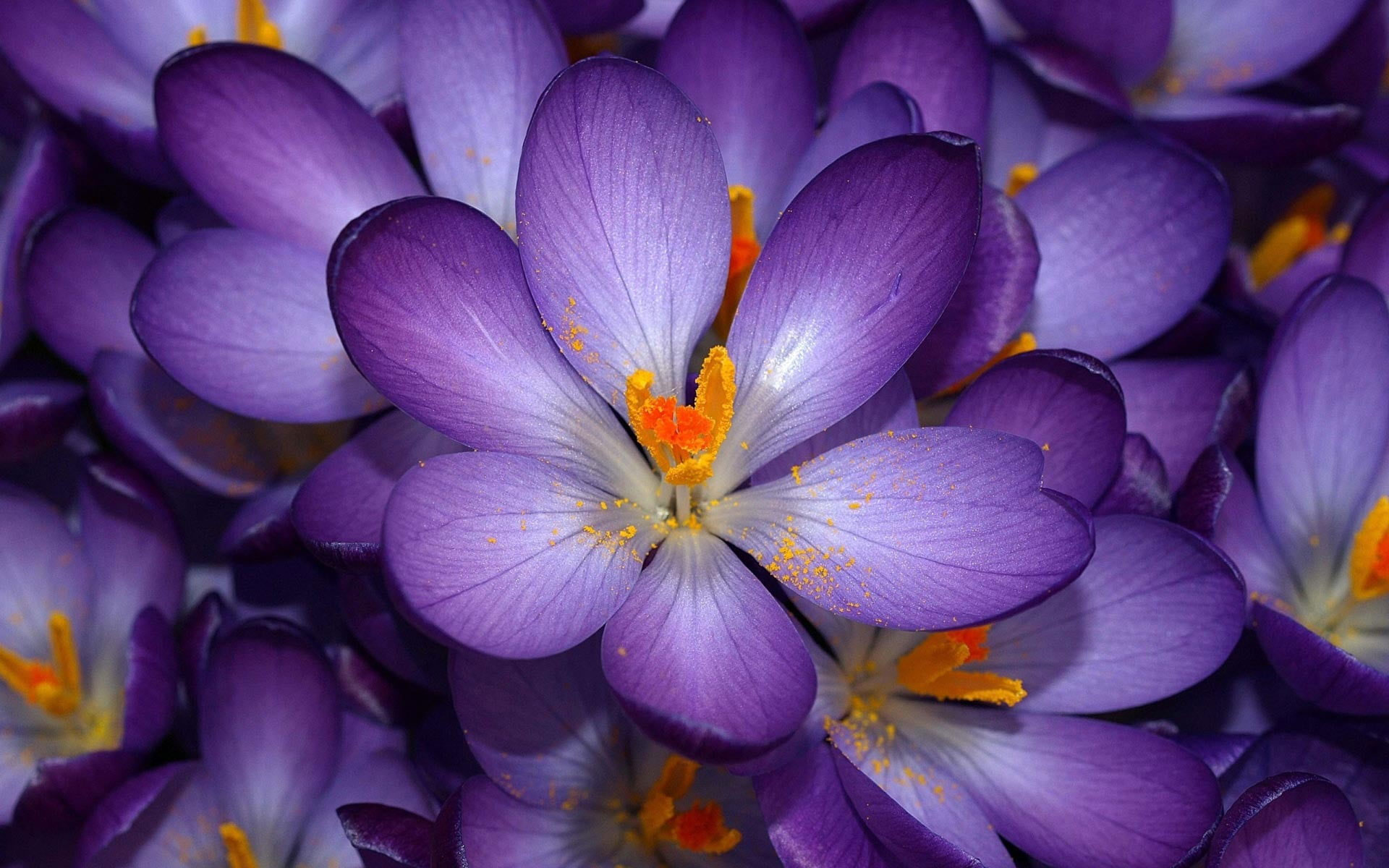 Tilt lens photography of purple and yellow flower wallpaper, nature, plant