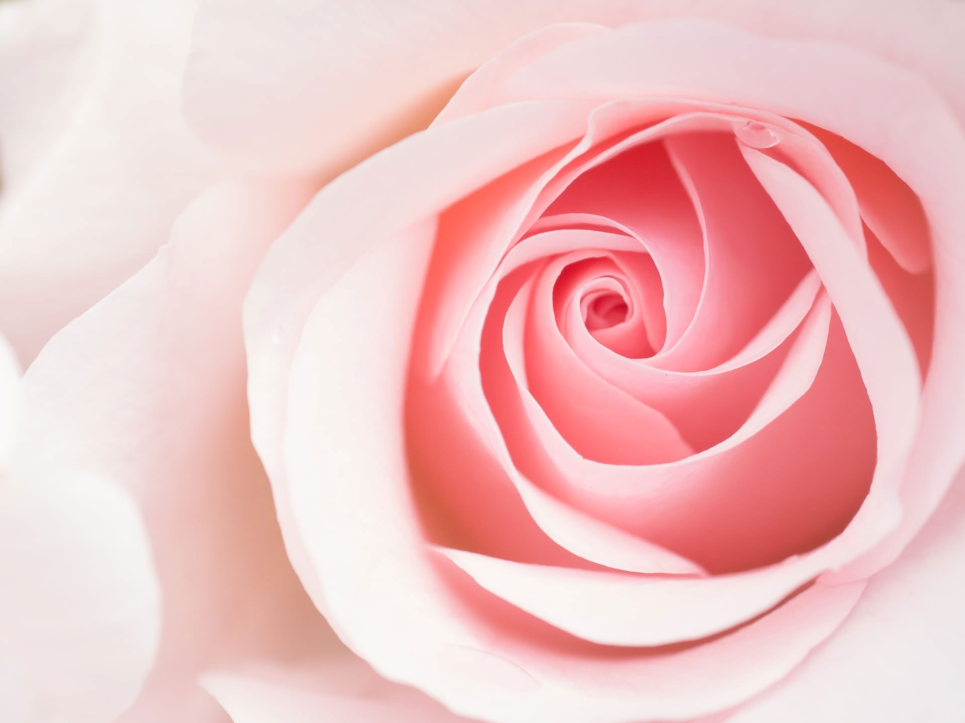 Pink rose wallpaper, Blume, flower, Panasonic Lumix G5