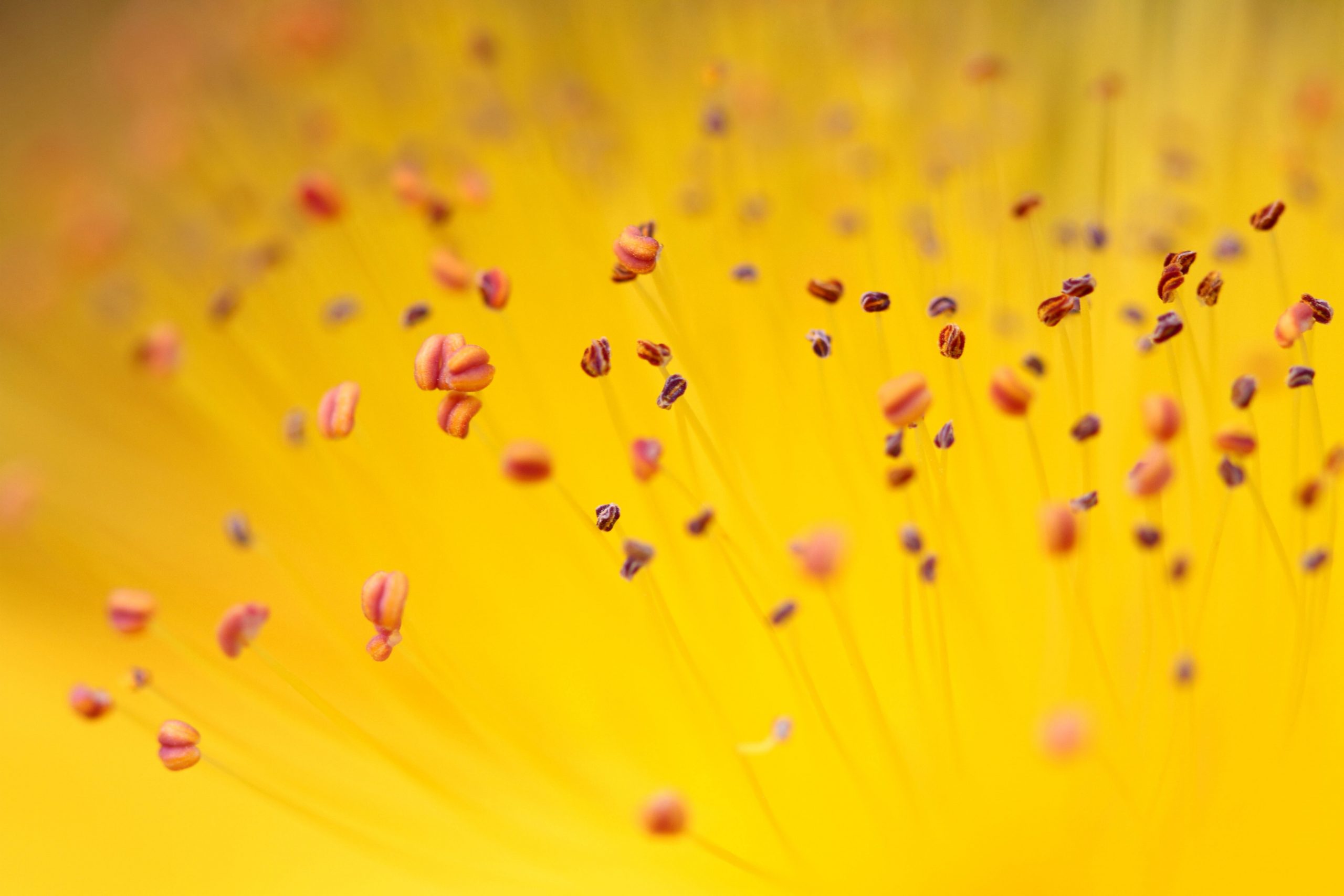 Yellow flower pollen wallpaper, nature, plant, petal