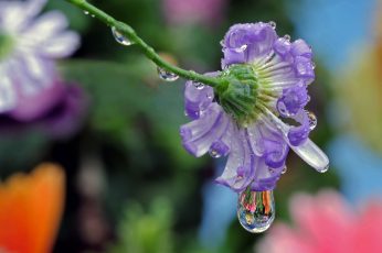 Purple petaled flower with water drop wallpaper, big, macro, refraction