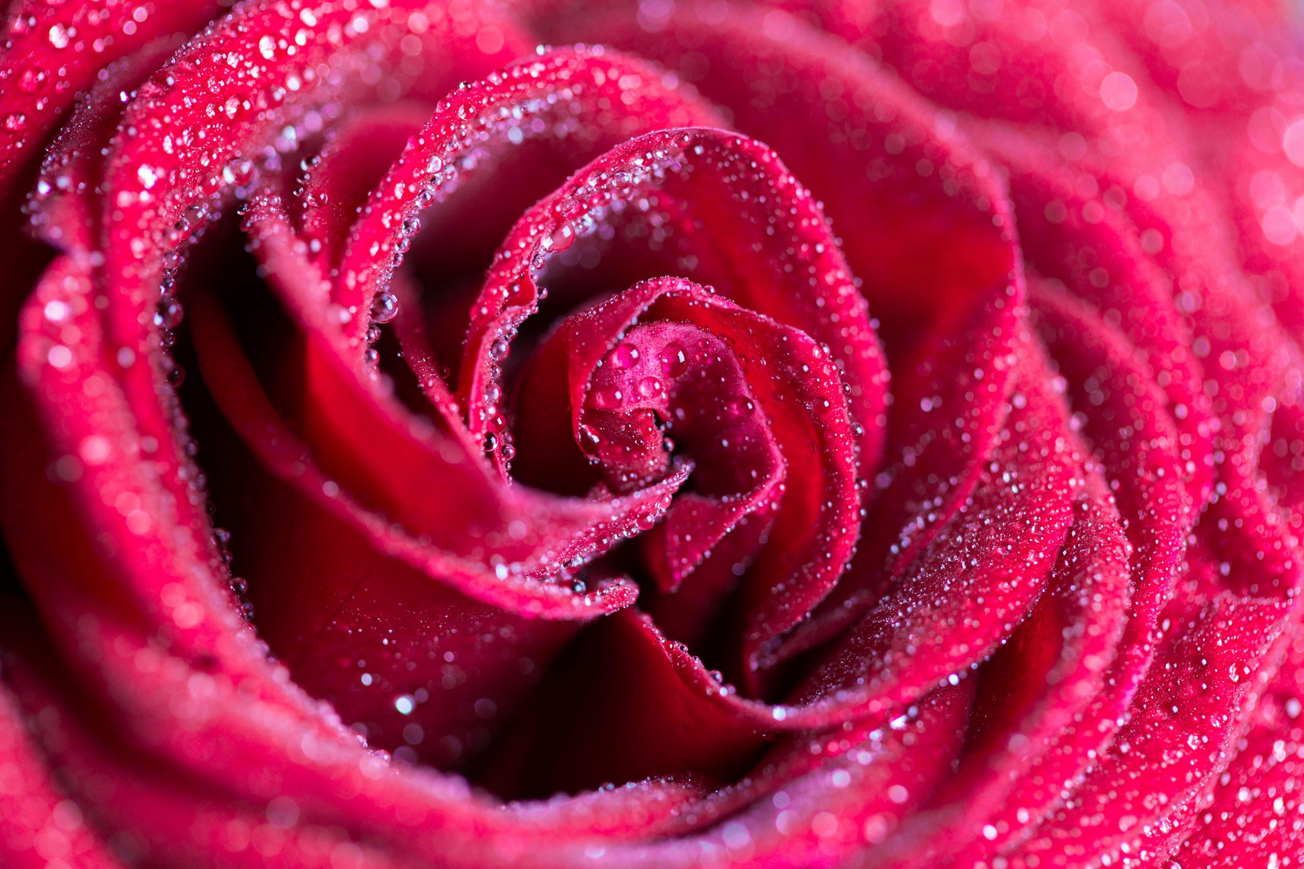 Red Rose wallpaper, blooms, flowers, pattern, top, water