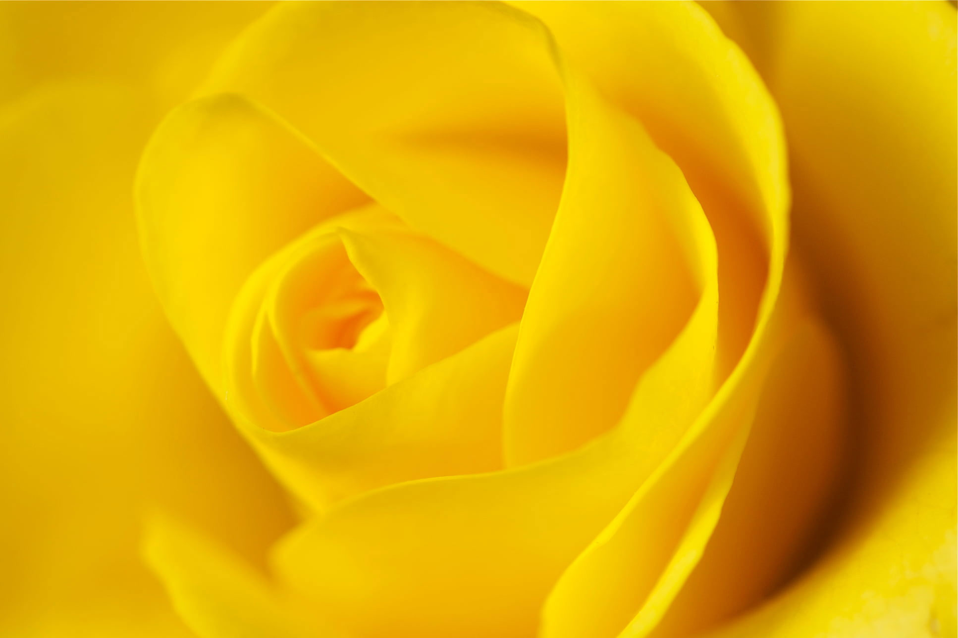 Yellow rose wallpaper, beauty, nature, nikon d90, petal, flower, close-up