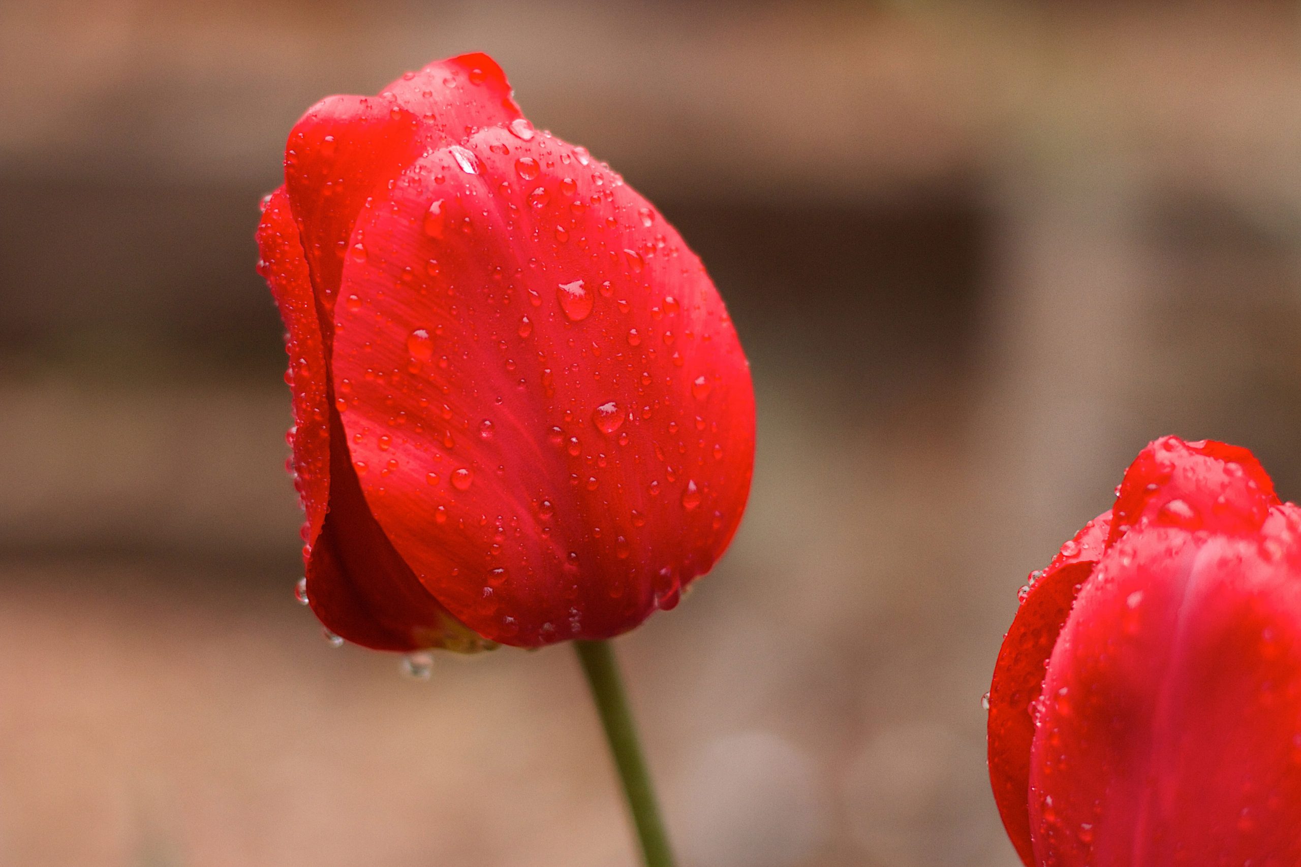 Red flower with water drops wallpaper, tulips, tulips, Wet, nature, plant