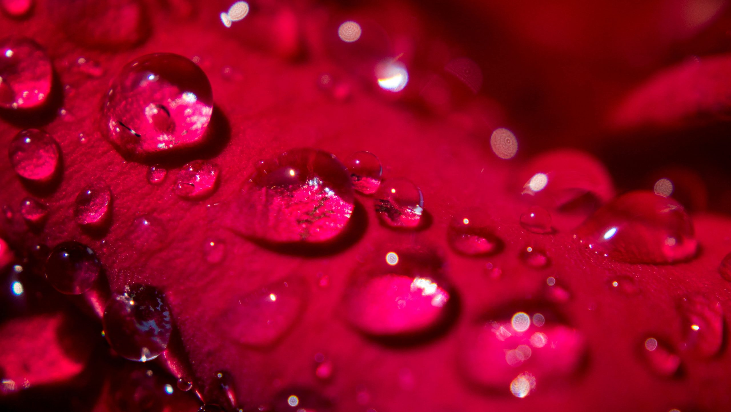 Drop of water wallpaper, rose, rose, Morning Dew, Petal, pedal, water drop