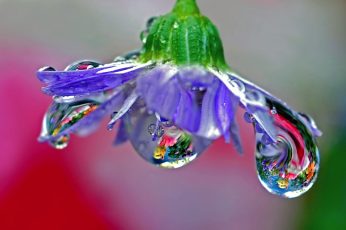 Macro photography of a purple flower with water drops wallpaper, blown glass