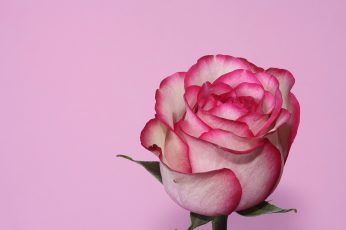 White and pink rose wallpaper, rose, Rose pink, flower, macro, close-up