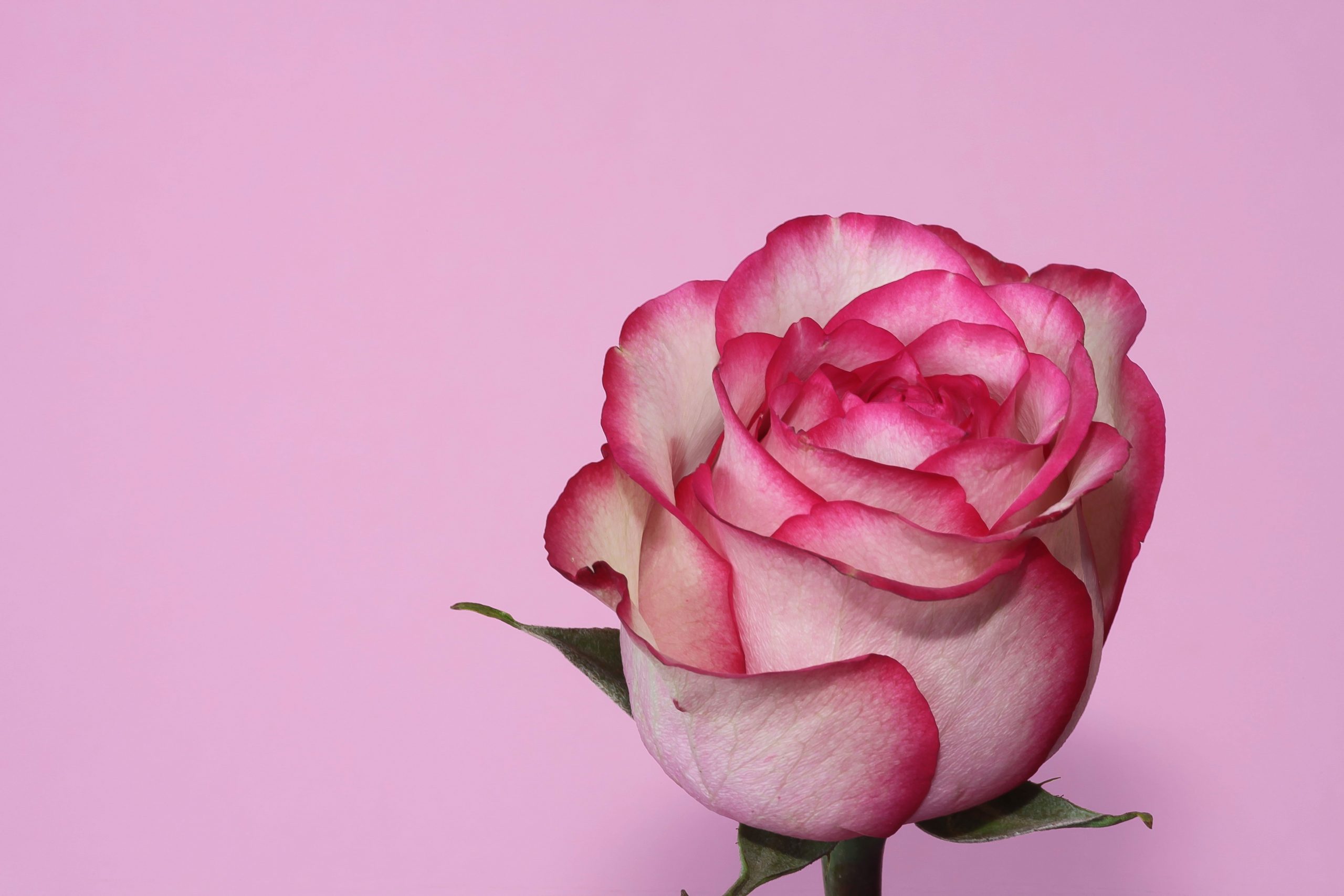 White and pink rose wallpaper, rose, Rose pink, flower, macro, close-up