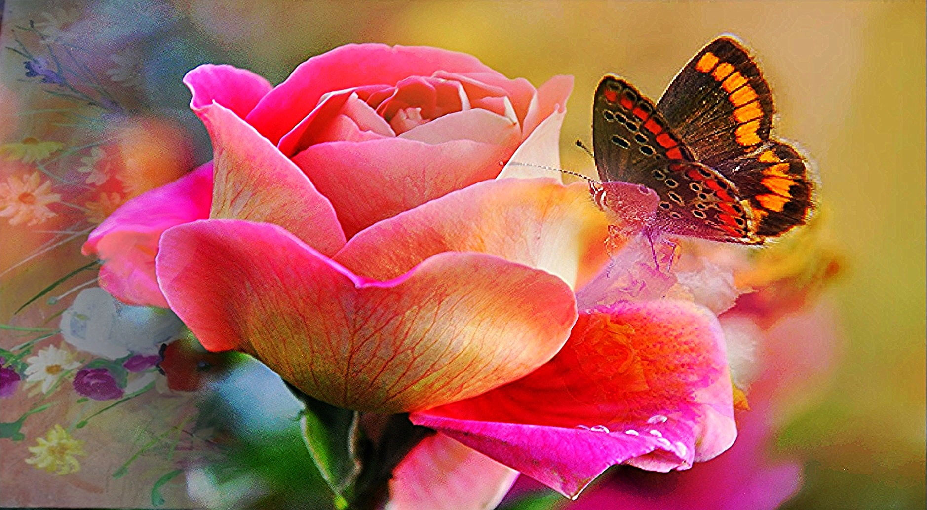 Painted Lady butterfly on pink Rose wallpaper, butterfly, rose