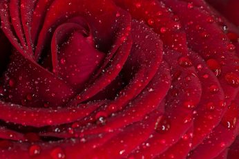Rose flower with water drops wallpaper, rose, Red Rose