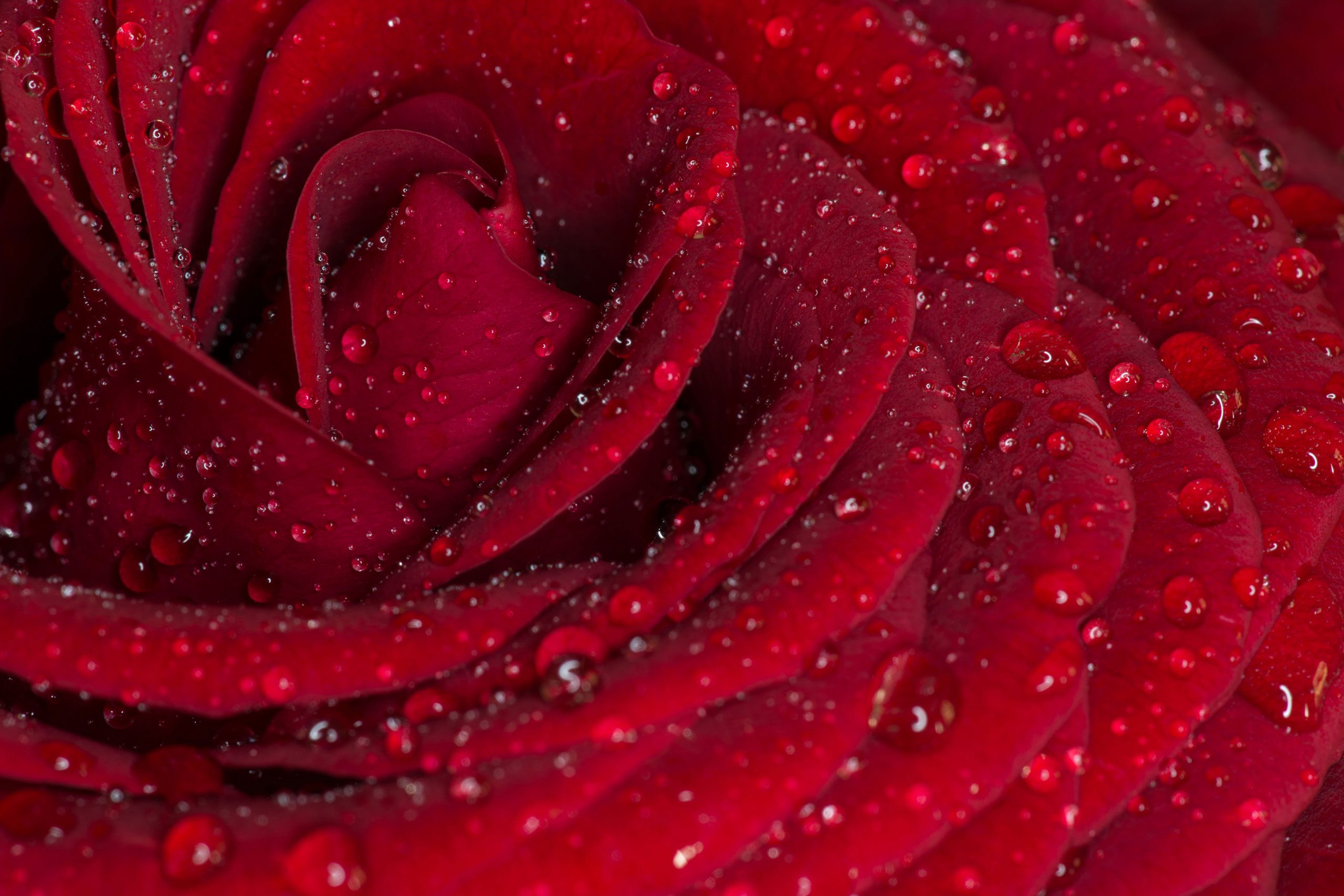 Rose Flower With Water Drops Wallpaper, Rose, Red Rose - Wallpaperforu