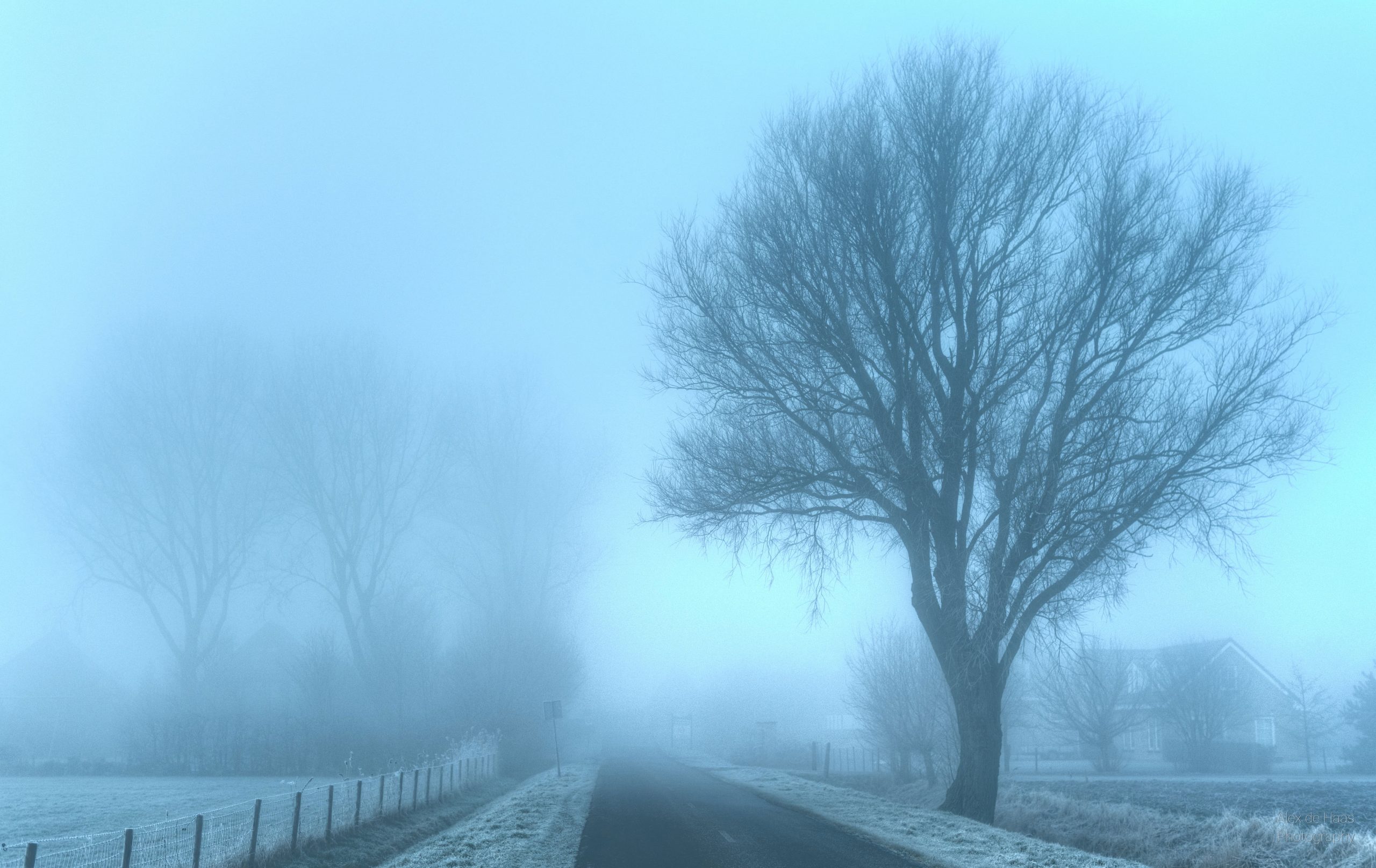 Withered trees during foggy winter day wallpaper, Emotion, morgens, de