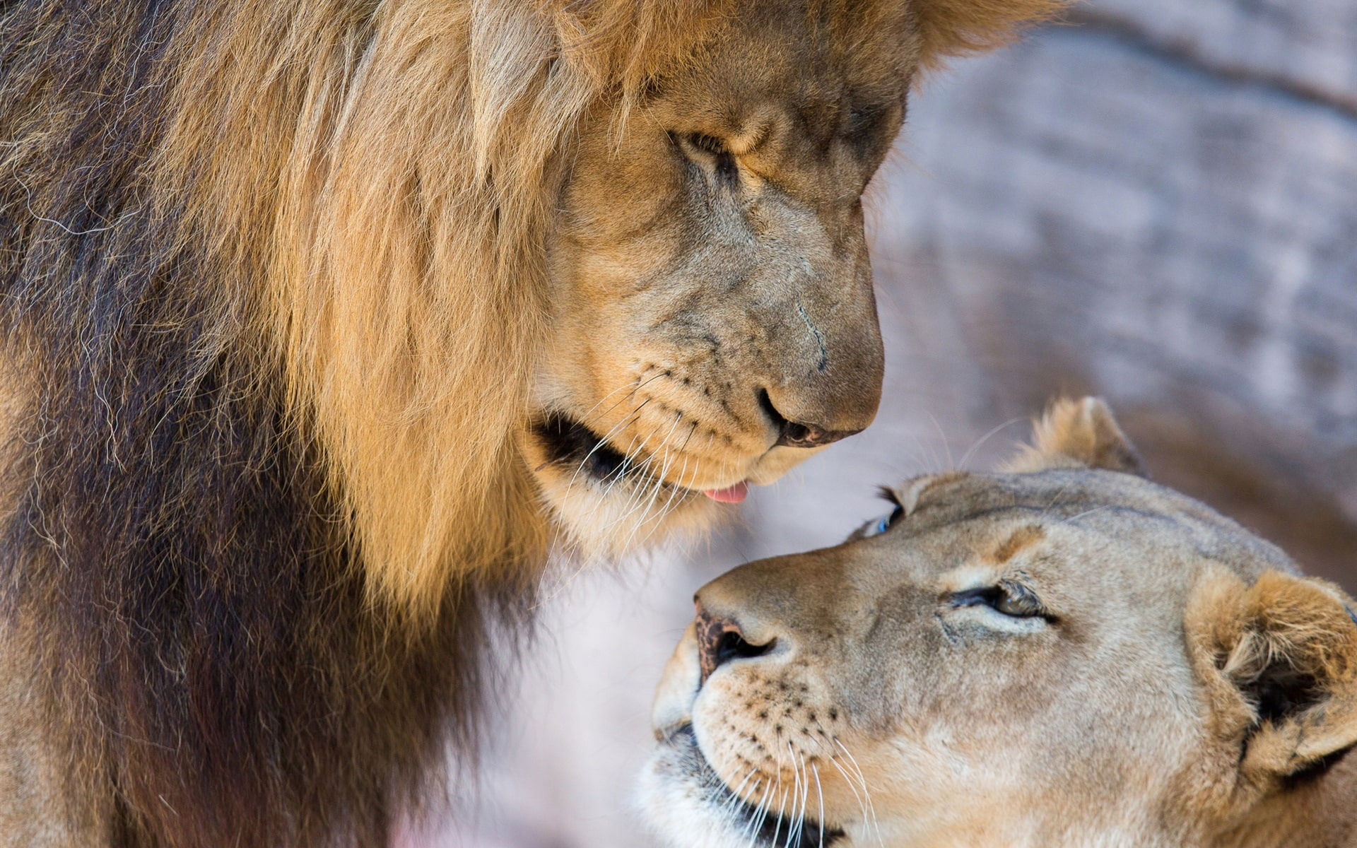 Lion wallpaper, lioness, love, couple, lion and cub