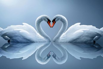 White Swan couple wallpaper