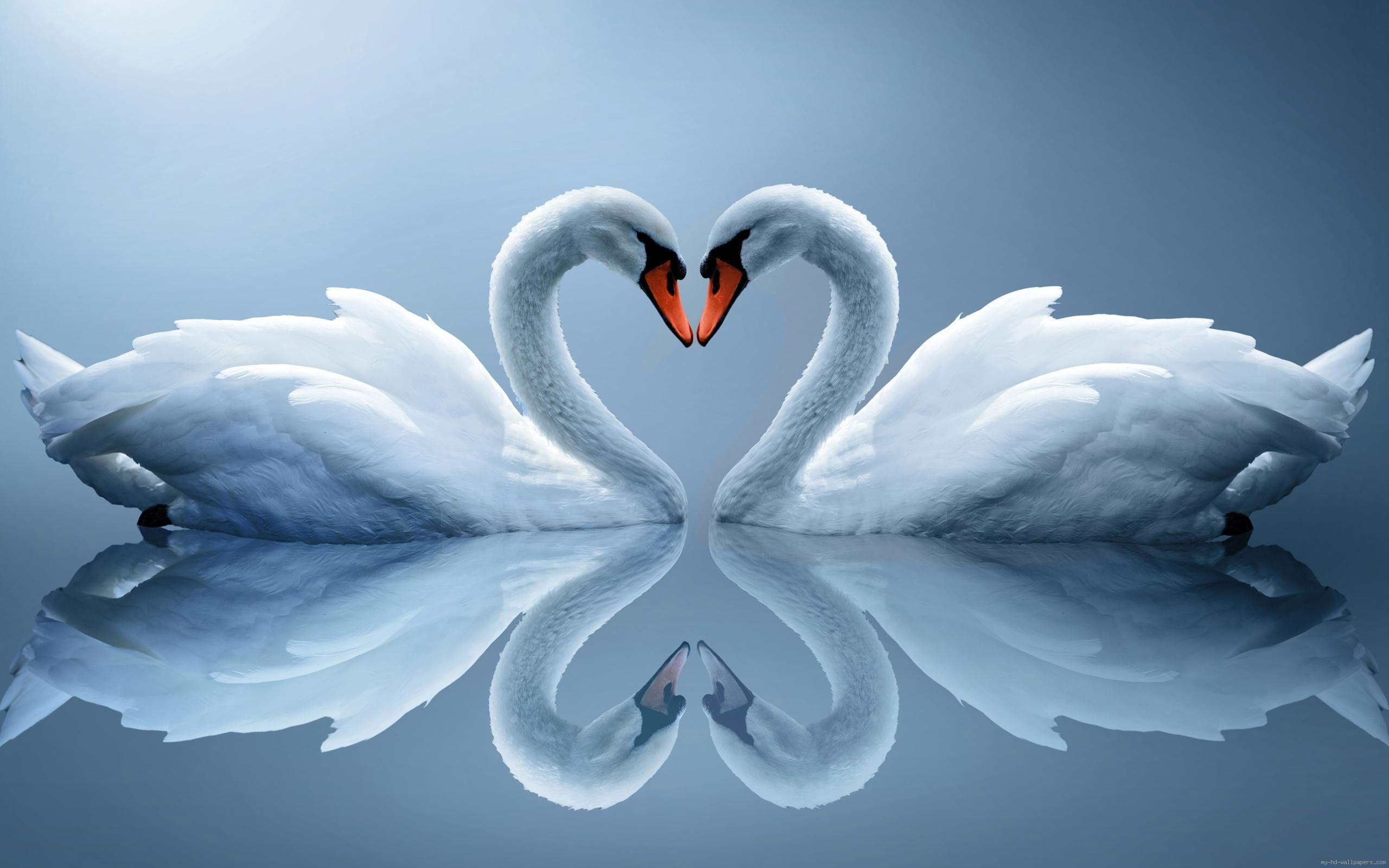 White Swan couple wallpaper