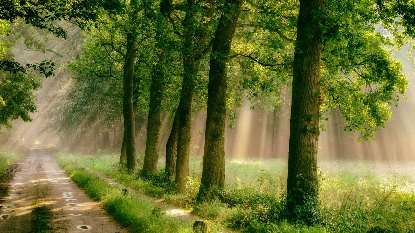 Green leafed trees, forest, road, grass, mist, path, rain, sunlight