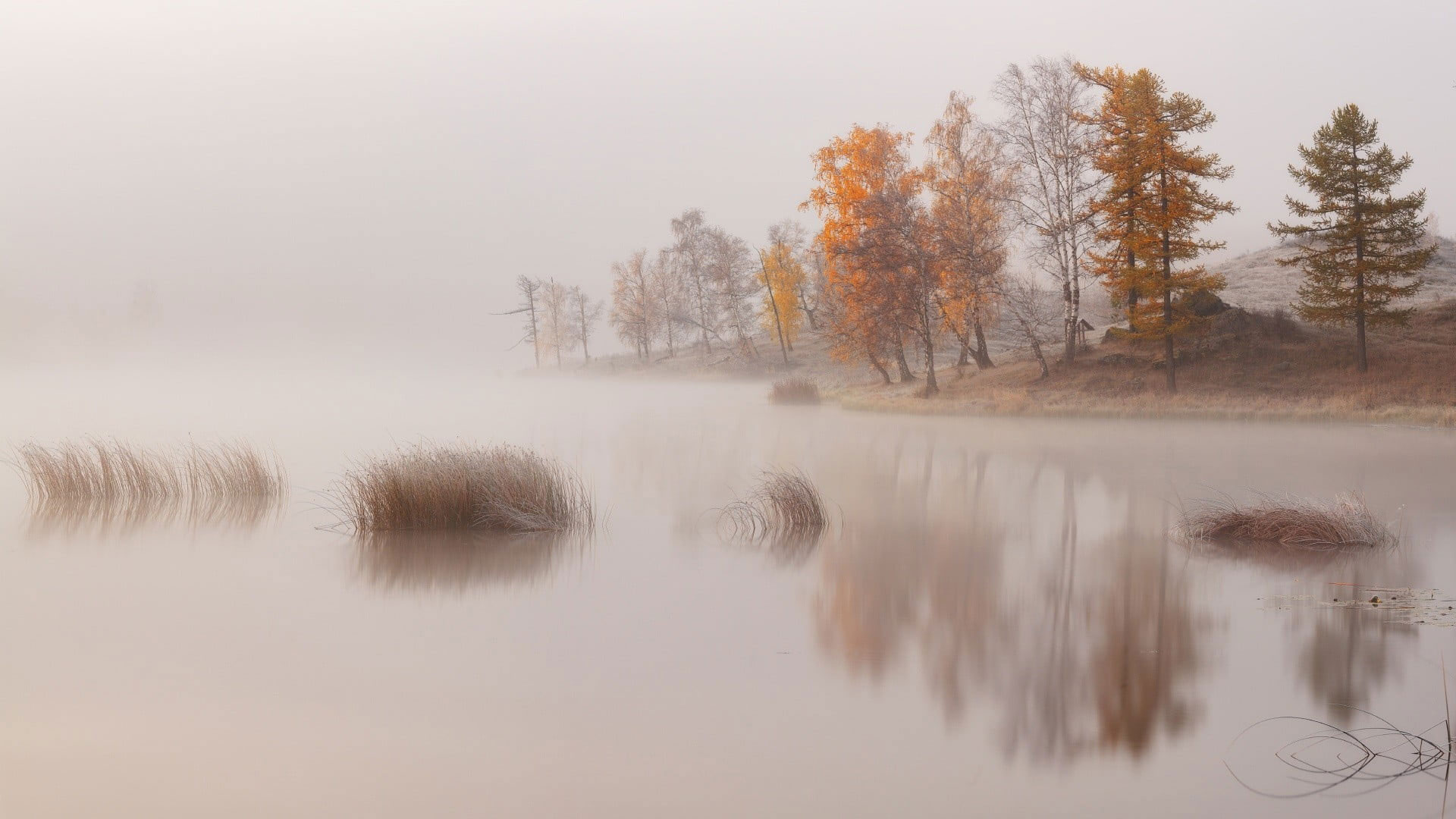 Body of water beside trees, nature, landscape, lake, mist, morning