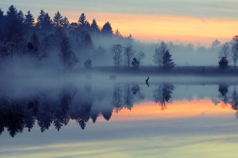 Fog-covered forest and body of water, mist, nature, landscape