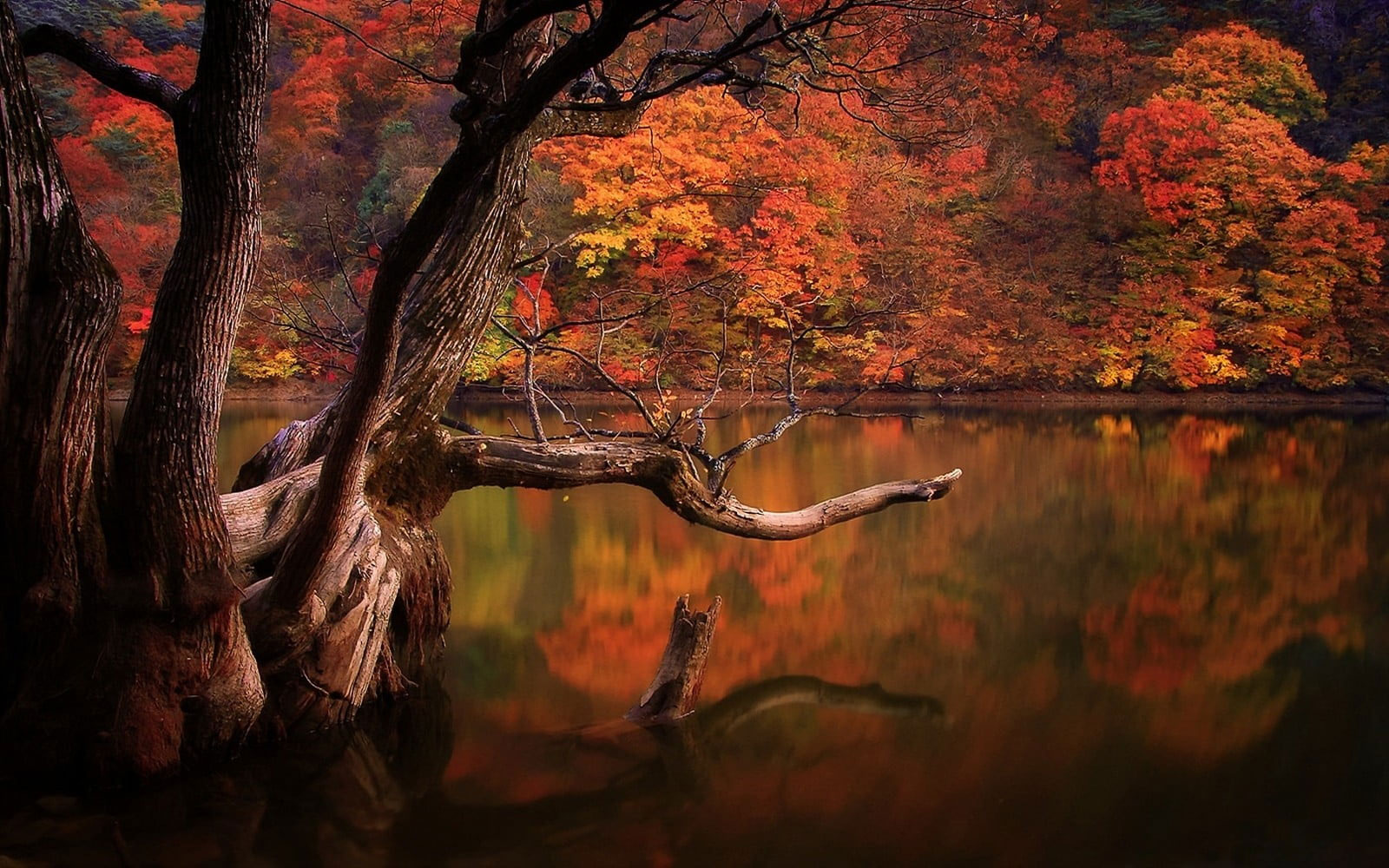 Brown body of water wallpaper, lake, fall, forest, dead trees, reflection