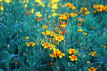 Yellow-and-red marigold flower field wallpaper, orange, flowers, garden flowers
