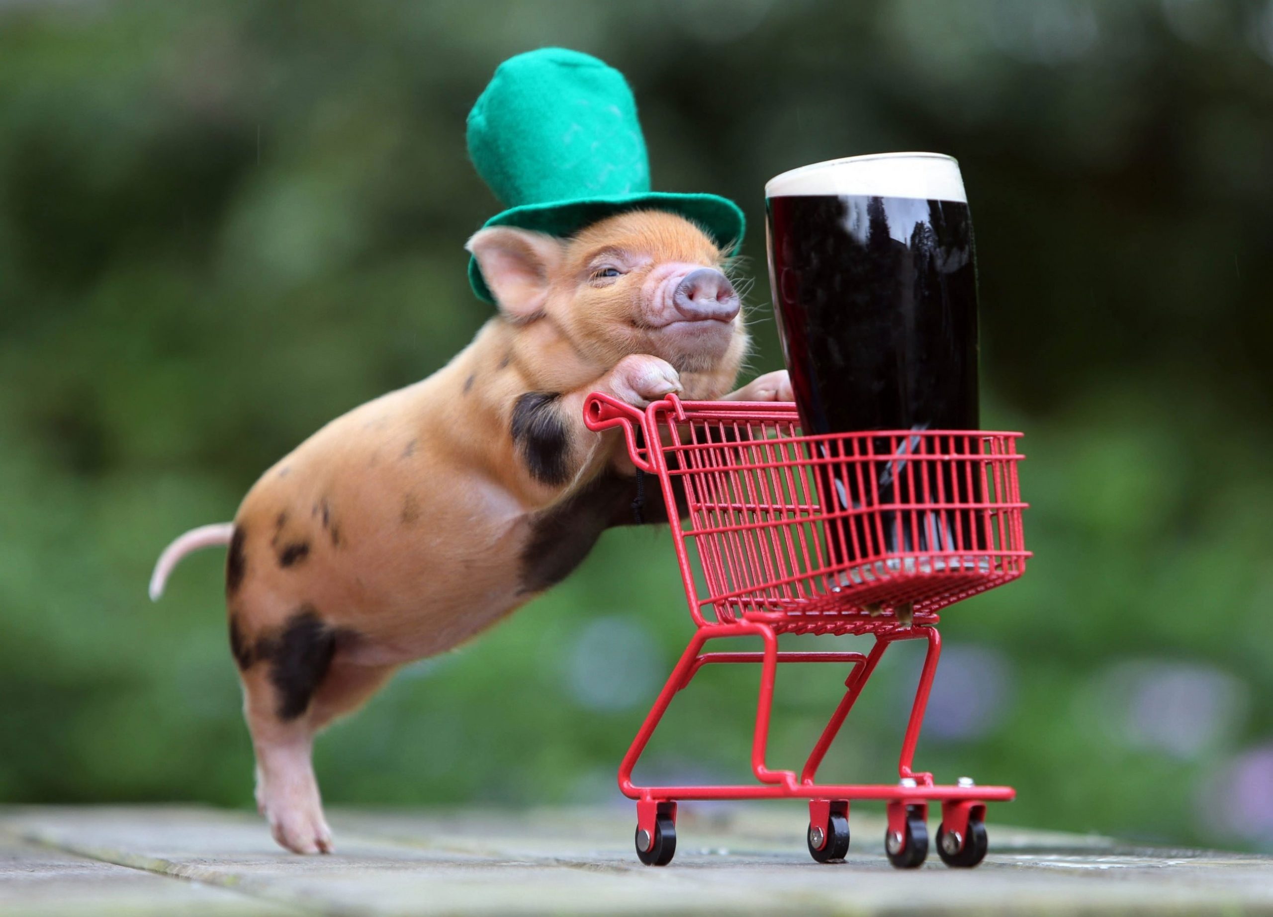 Brown piglet wallpaper, humor, beer, funny hats, baby animals, pigs, Guinness