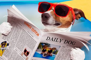 Eyewear dog wallpaper, sunglasses, funny, newspaper, dog reading, jack russel