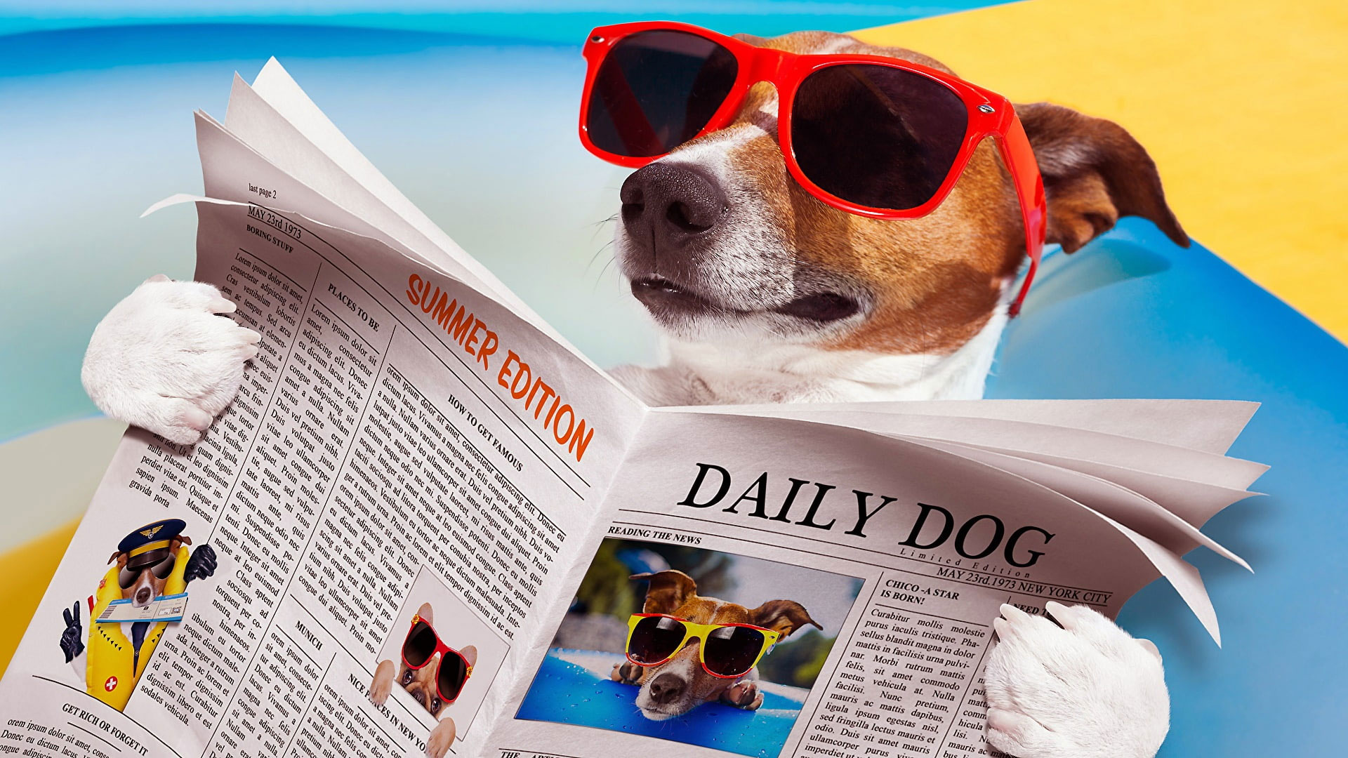 Eyewear dog wallpaper, sunglasses, funny, newspaper, dog reading, jack russel