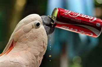 Parrot drink Coca-Cola wallpaper, Cockatoo, thirst, bank, Funny