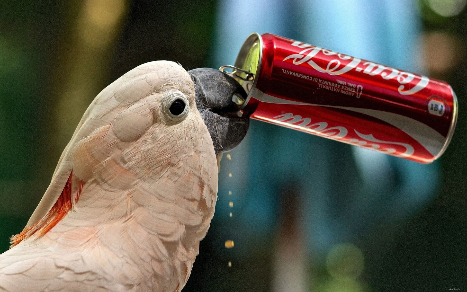 Parrot drink Coca-Cola wallpaper, Cockatoo, thirst, bank, Funny