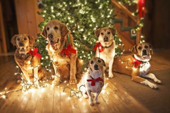 Dogs Waiting for Santa wallpaper, puppy, cute dogs, funny background, christmas lights