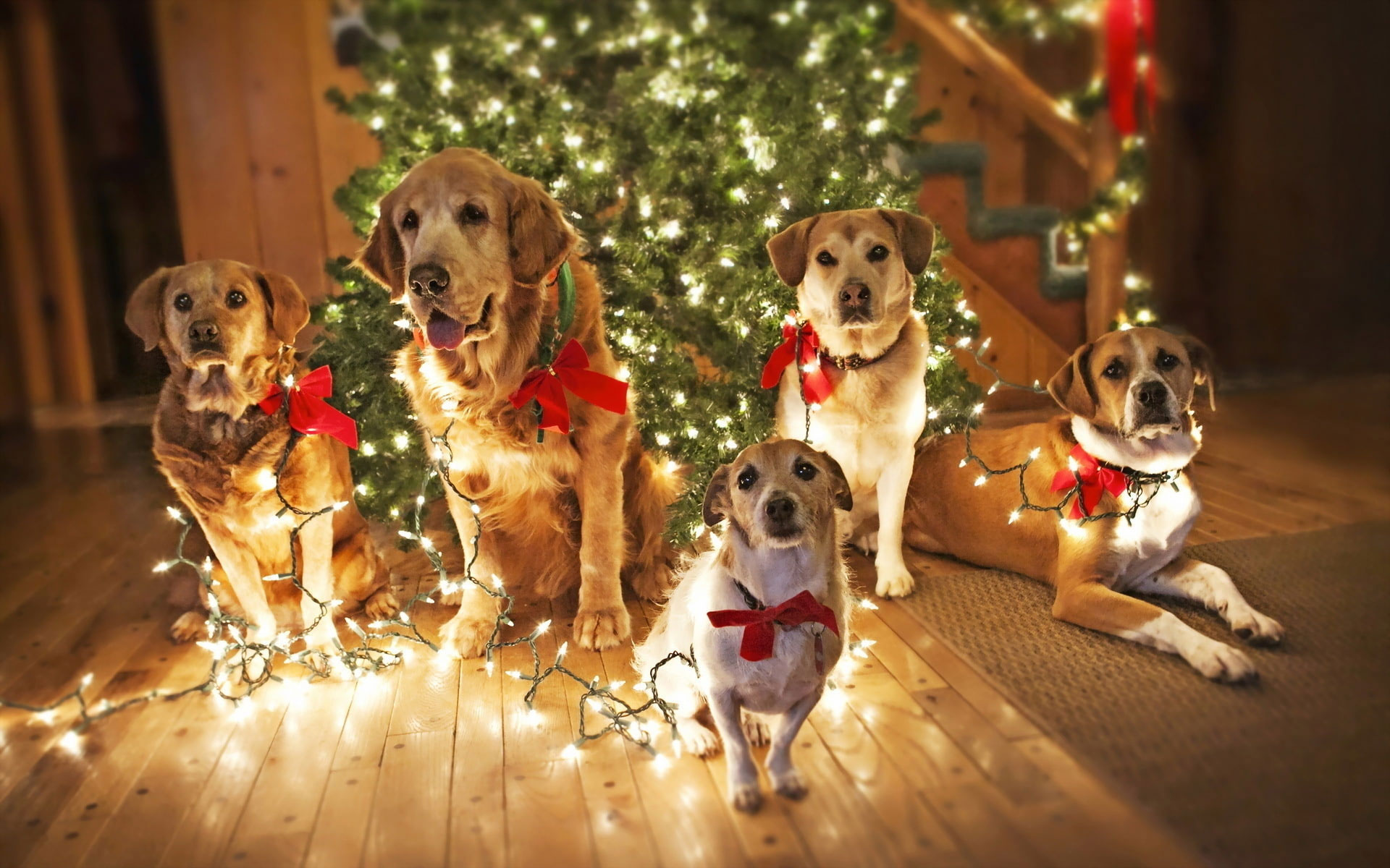 Dogs Waiting for Santa wallpaper, puppy, cute dogs, funny background, christmas lights