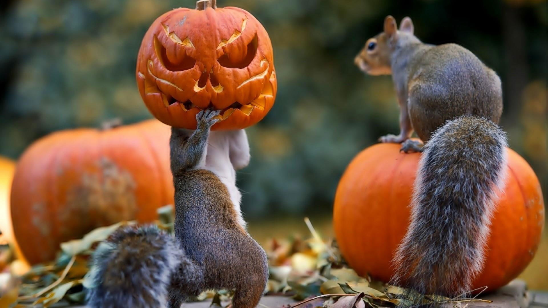 Halloween, squirrels, pumpkin, mask, funny, cute, celebration