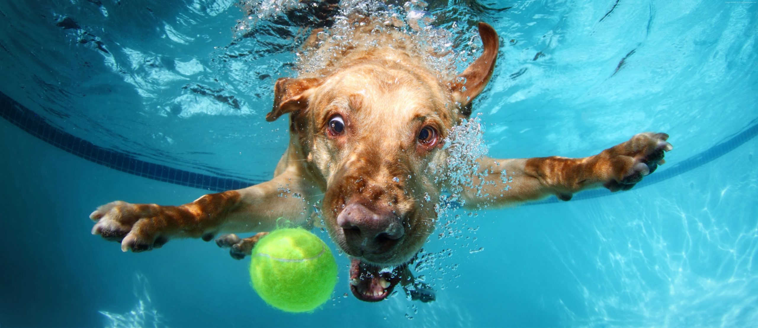 Labrador wallpaper, cute animals, funny, underwater, dog