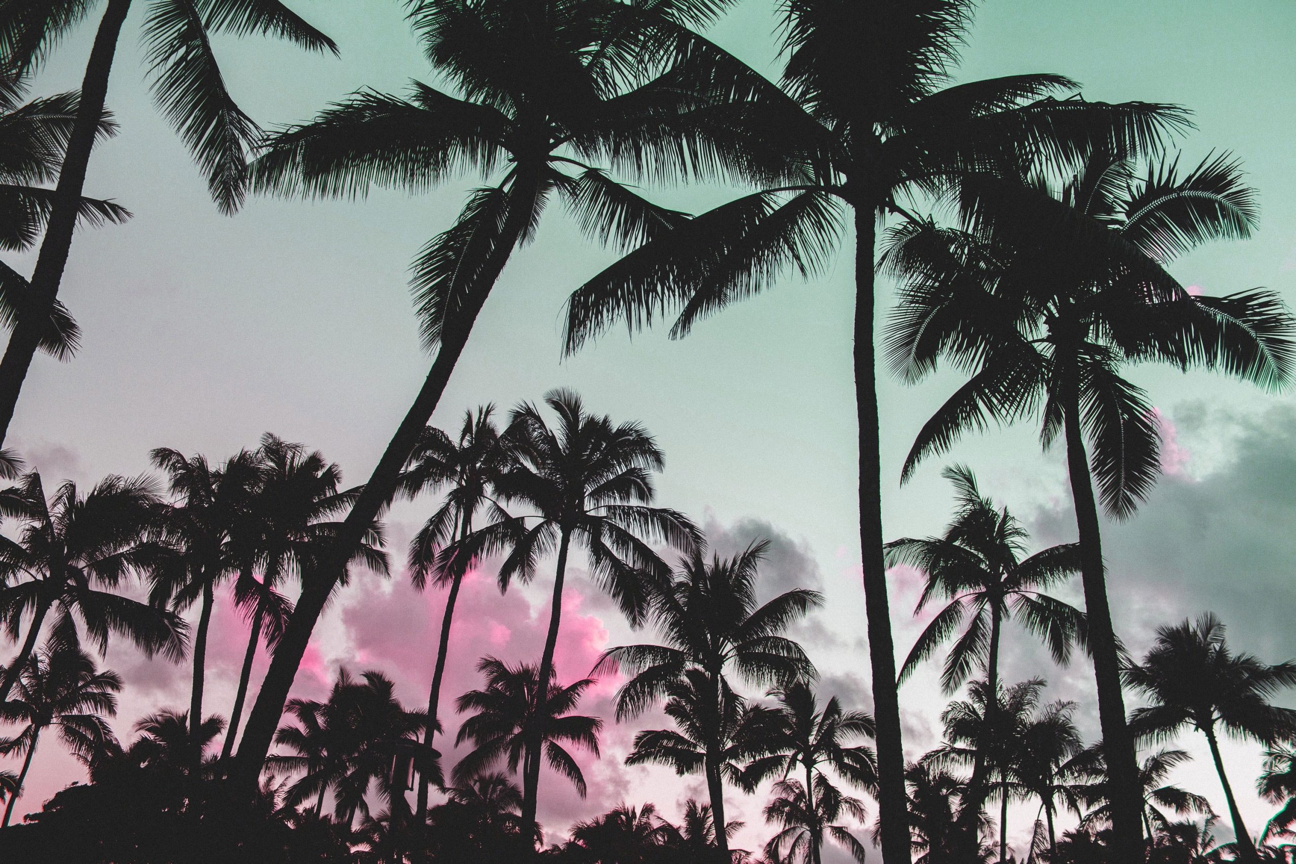 Glitch art wallpaper, nature, vaporwave, palm trees, pink, silhouette