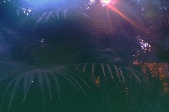Green palm plant wallpaper, vaporwave, glitch art, growth, tree, beauty in nature