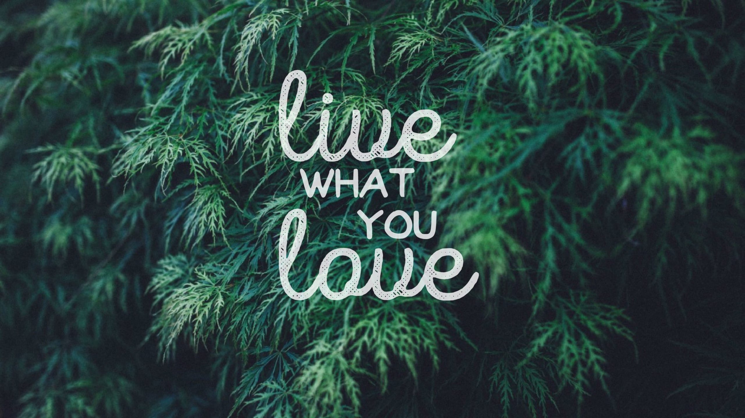 Live what you love sign wallpaper, quote, typography, text, plant, communication