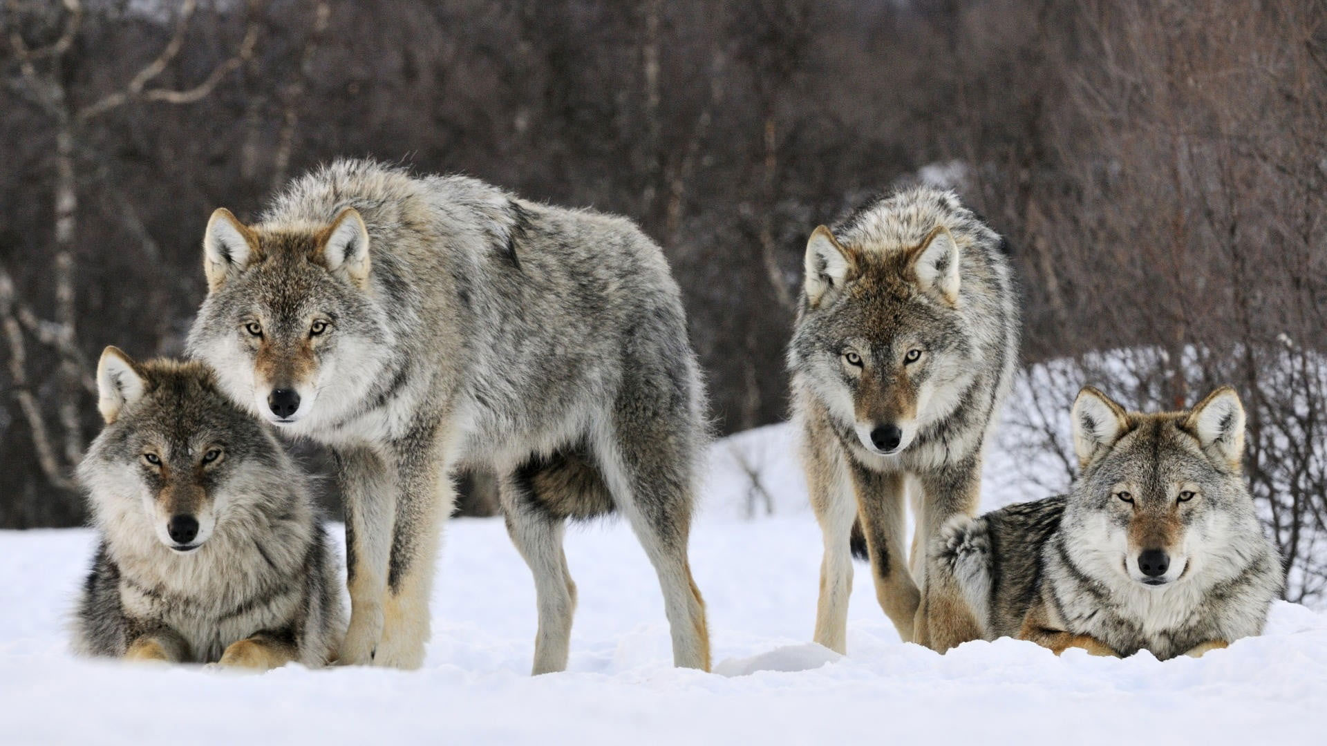 Four grays wolfs wallpaper, animals, snow, animal wildlife, animal themes