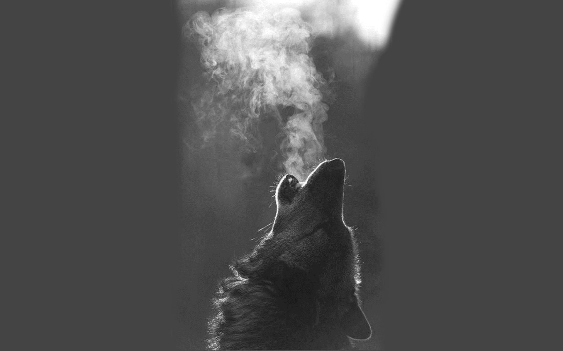 Grayscale wolf howling wallpaper, animals, monochrome, mammal, one animal