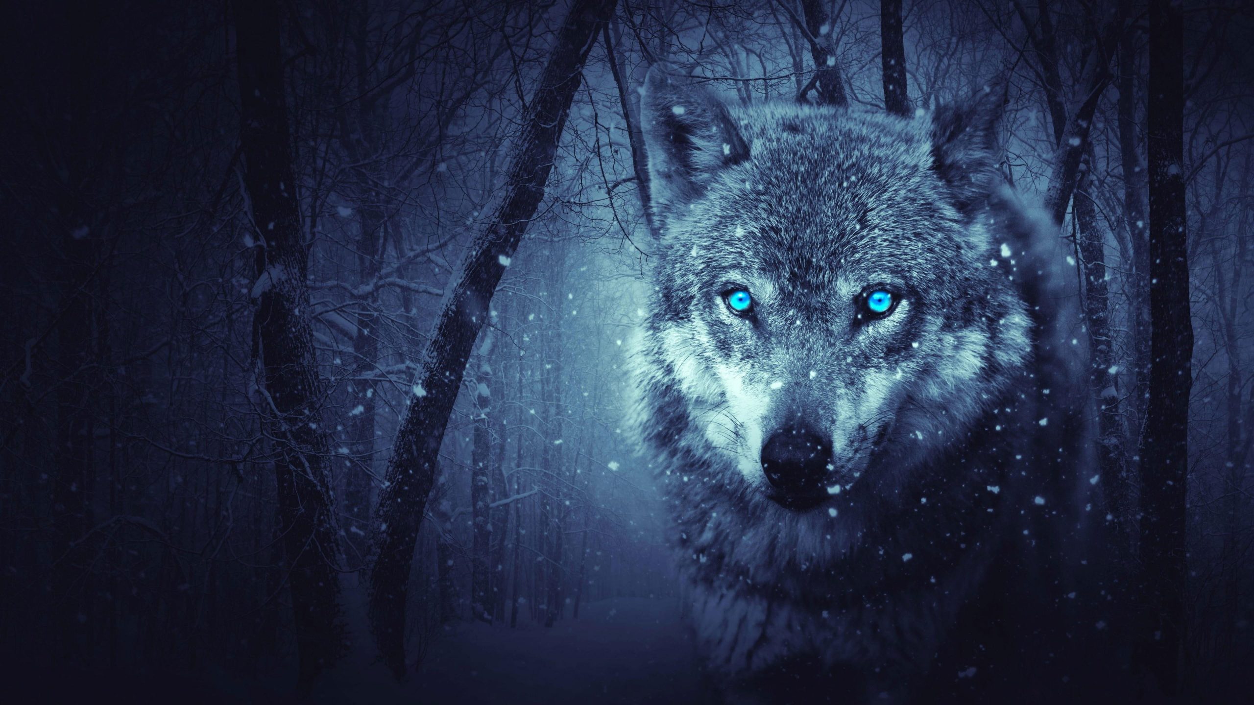 Wolf wallpaper, winter, fantasy, forest, snowing, wild animal