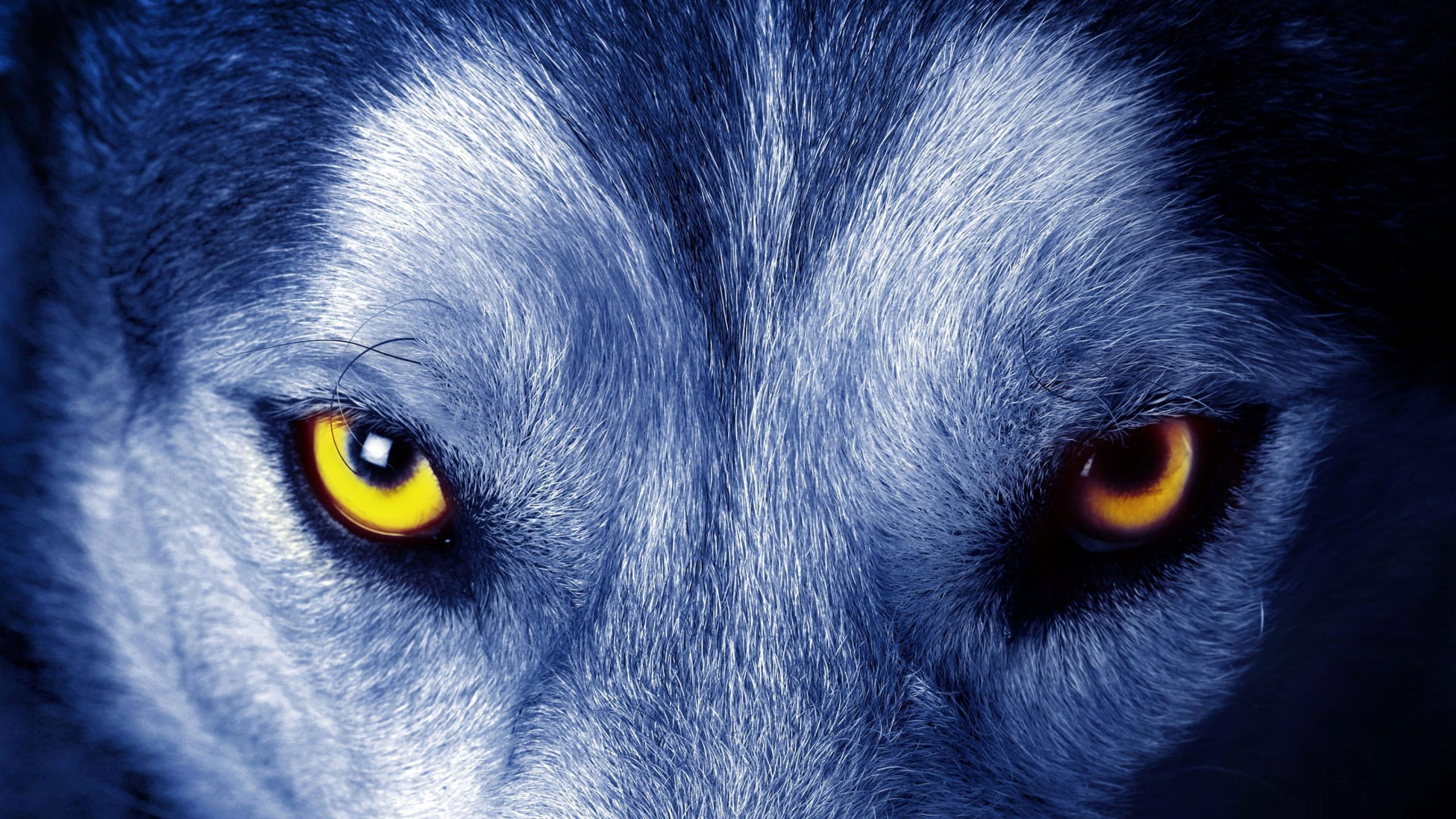 Yellow wolf eyes wallpaper, look, wild, wild animal
