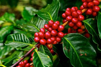 Red coffee beans wallpaper, ripe, agriculture, plant, raw, crop, grow
