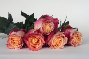 Pink and yellow roses on white wallpaper, flowers, rose flower