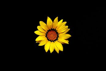Yellow sunflower blooming wallpaper, mother’s day, nature, spring, floral