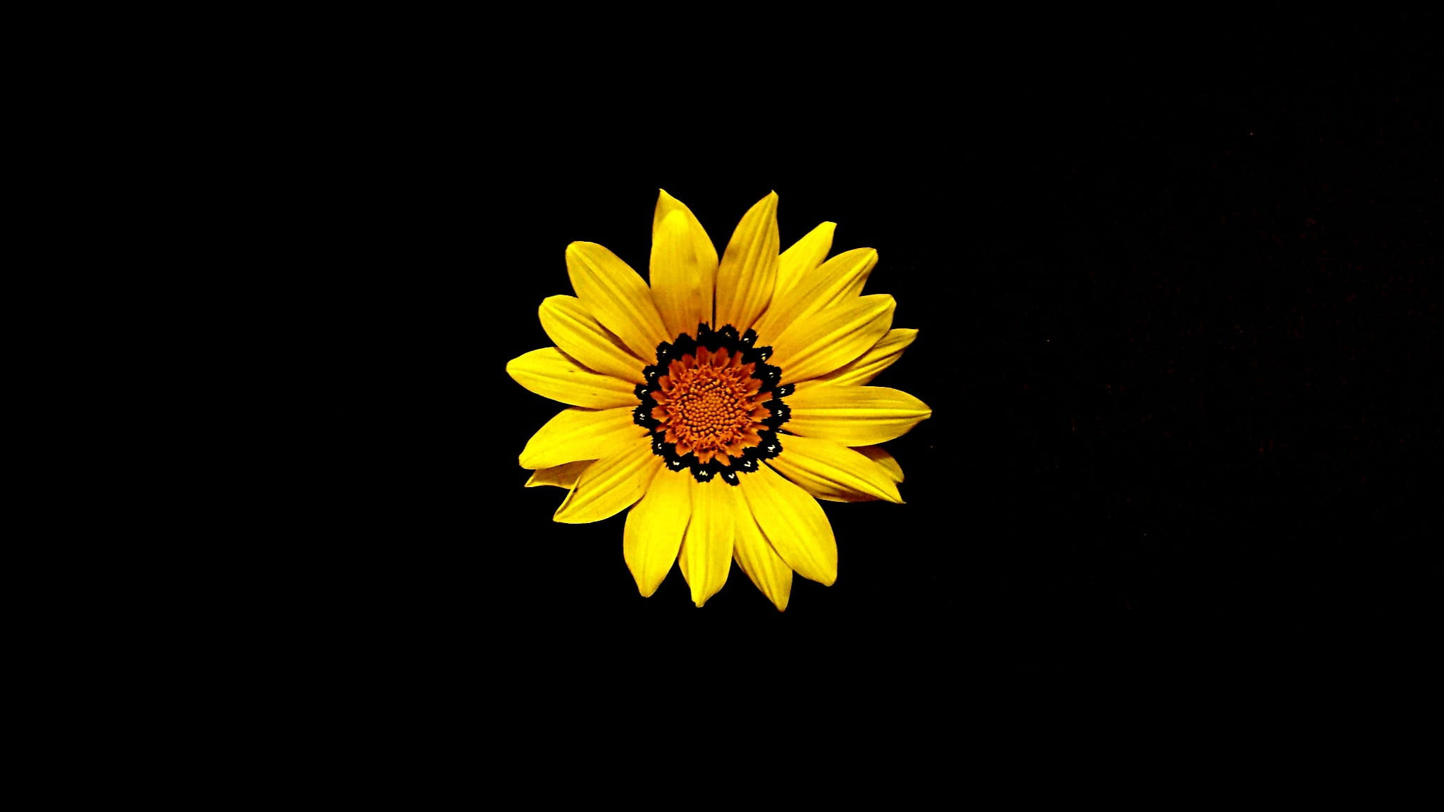 Yellow sunflower blooming wallpaper, mother's day, nature, spring, floral