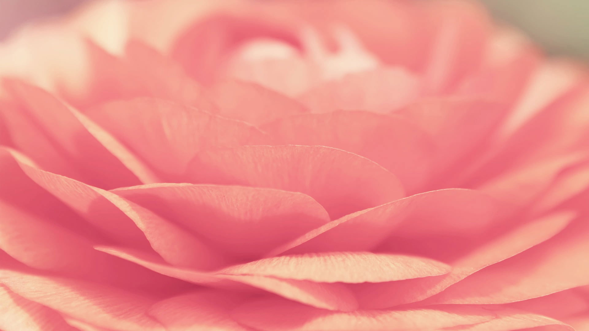 Rose wallpaper, pink, flower, floral, petal, blossom, bouquet, flowers