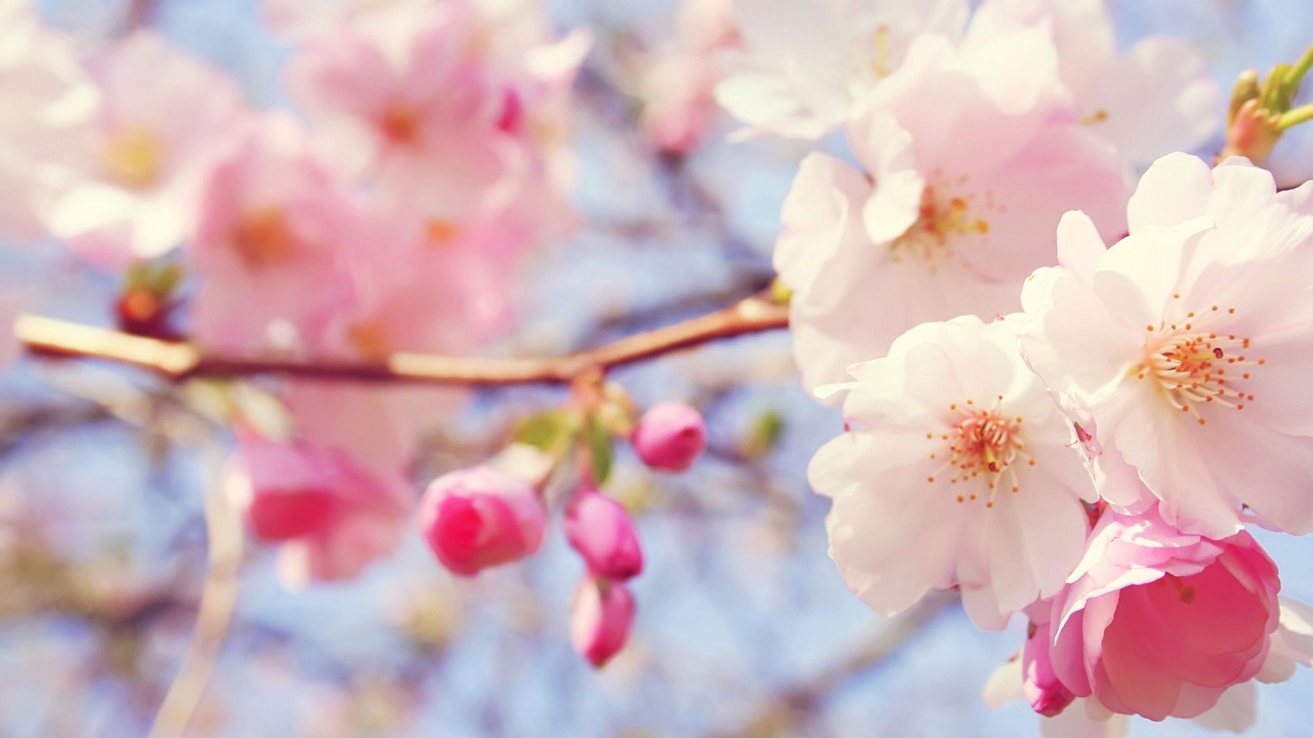 April flower wallpaper, pink, petal, spring, blossom, plant, floral