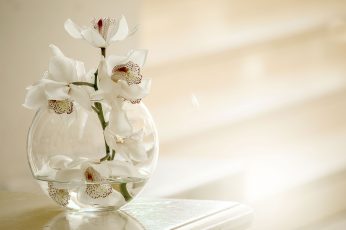 Glass vase with white flowers wallpaper, orchid, nature, summer
