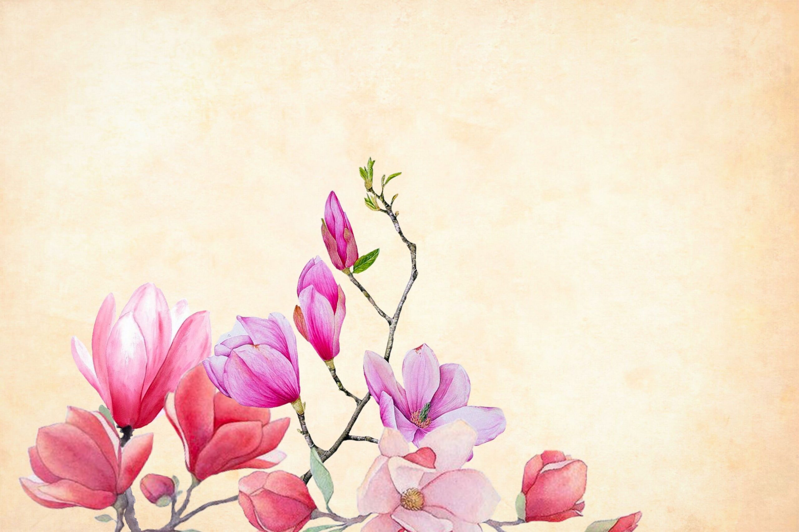 Pink flowers wallpaper, watercolor, floral