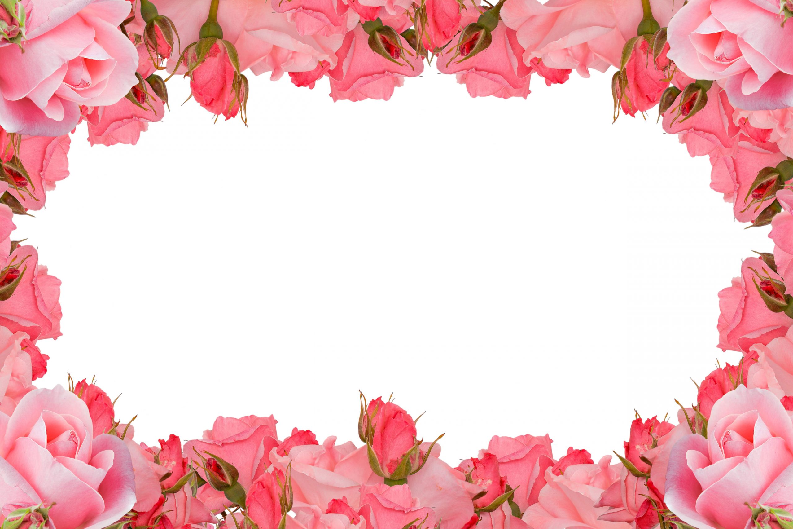 Pink Floral Frame Wallpaper, Roses Frame, Flower, Romance, Love, Blooming -  Wallpaperforu