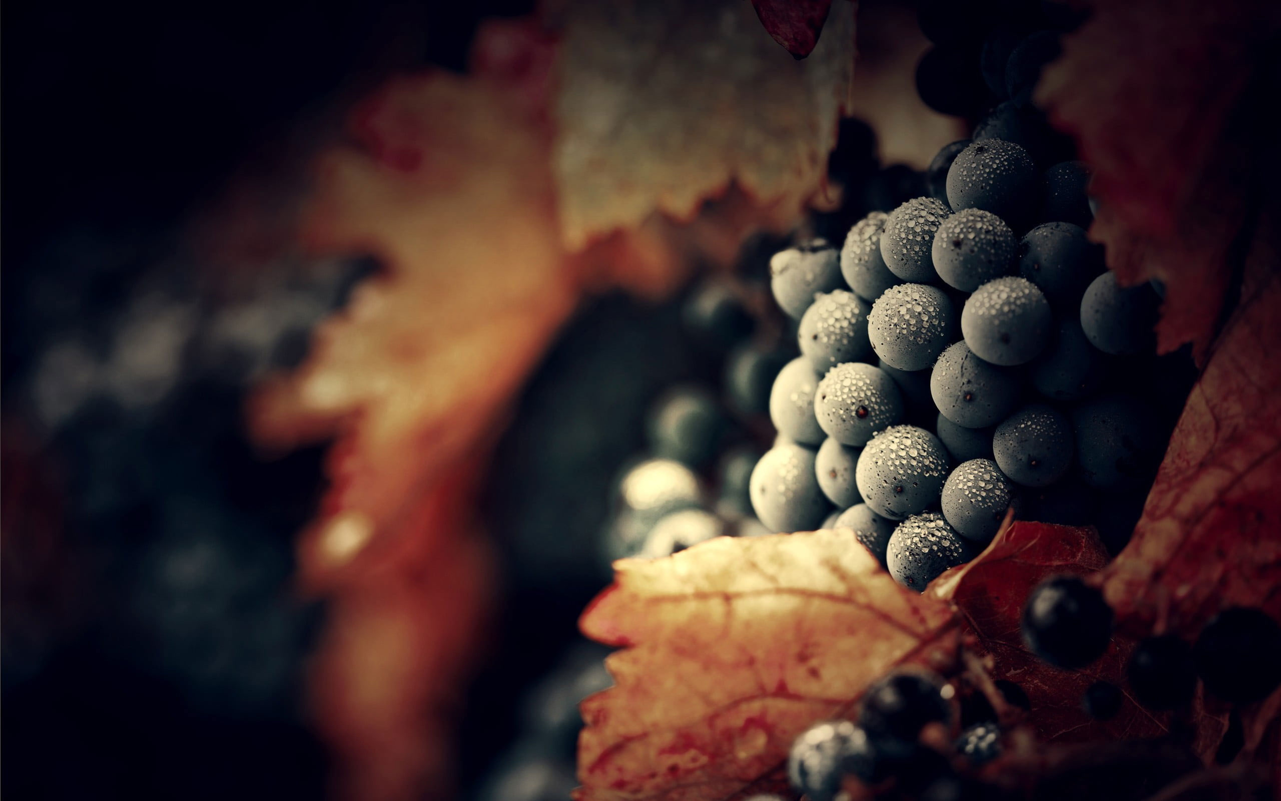 Bunch of blue grapes wallpaper, water drops, macro, fruit, food and drink