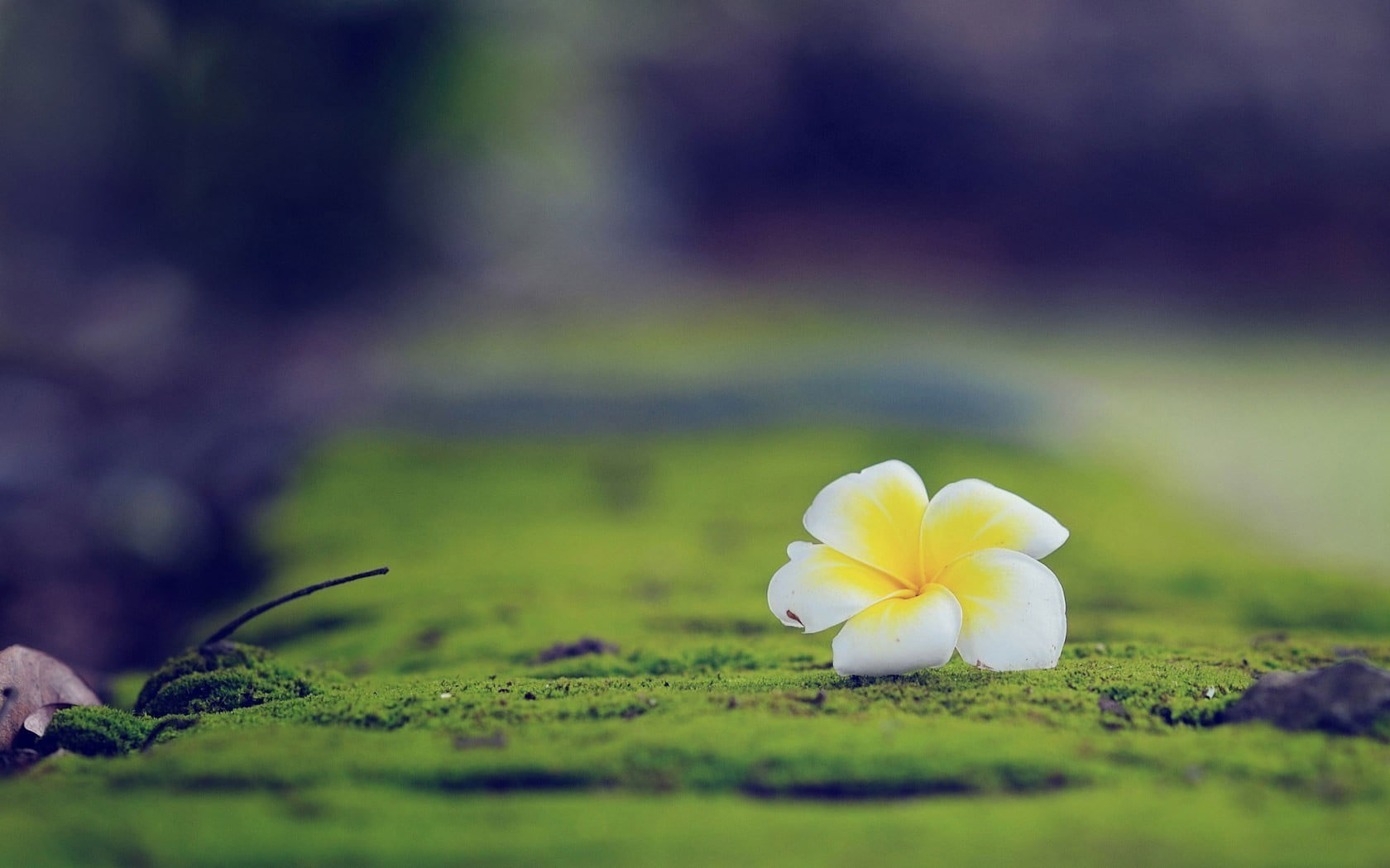 Focus photo of yellow and white flower wallpaper